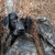 HIGDON HIGDON INVISI-LAB DOG BLIND OPTIFADE TIMBER HIGDON-34019