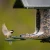 TACTACAM TACTACAM FEATHERSNAP SCOUT VERSION 1 TACAM-FSBF001