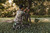 SPYPOINT SPYPOINT LINK-MICRO-LTE-V CAMO VERIZON 10MP SPYPT-01905