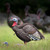 HIGDON Higdon Jake and Jill Turkey Decoy Combo HIGDON-63181