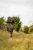 SUMMIT OUTDOORS GHOSTBLIND PREDATOR CARRY PACK SUMOUT-CB-02