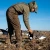 DIVE BOMB INDUSTRIES Dive Bomb Industries S3FI Flocked Canada Goose Sock Decoys DBOMB-S3FIFCS