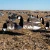 DIVE BOMB INDUSTRIES Dive Bomb Industries S3FI Flocked Canada Goose Sock Decoys DBOMB-S3FIFCS