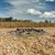 DIVE BOMB INDUSTRIES Dive Bomb Industries V2 Canada Goose Silhouette Decoys DBOMB-V2CNDASILH