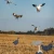 DIVE BOMB INDUSTRIES Dive Bomb Industries V2 Snow Goose Silhouette Decoys DBOMB-V2SGS