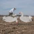 DIVE BOMB INDUSTRIES Dive Bomb Industries V2 Snow Goose Silhouette Decoys DBOMB-V2SGS