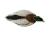 HEYDAY Heyday HydroFoam Mallard Position Pack #2 Duck Decoys - LTD500P2 HEYDAY-LTD500P2