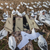 RIG`EM RIGHT XFACTOR LAYOUT BLIND MARSH RIG`EM RIGHT XFACTOR LAYOUT BLIND MARSH