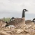DIVE BOMB INDUSTRIES Dive Bomb Industries V3 Canada Goose Silhouette Decoys DBOMB-V3CNDASILH