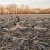 DIVE BOMB INDUSTRIES Dive Bomb Industries V3 Canada Goose Silhouette Decoys DBOMB-V3CNDASILH