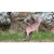 MONTANA DECOY DREAMY DOE MONDEC-0023