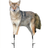 MONTANA DECOY SONG DOG COYOTE MONDEC-0079