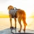 DIXIE DECOY DOG VEST DOG VEST