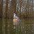JAHPOO Jahpoo Flyway Deputy Mallard Drake Water Motion Duck Decoy JHP-FLYD01