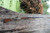 WINTER TIMBER Winter Timber Outdoors Leather Timber Gun Loop - Mounts on Swivel WTO-25WT-006