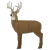 GLENDEL BUCK W/ 4 SIDED CORE