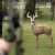 GLENDEL BUCK W/ 4 SIDED CORE