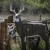 GLENDEL BUCK W/ 4 SIDED CORE