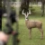 FERADYNE Glendel Targets 3D Archery Buck Target with 4-Sided Insert - Buck Size GLENDEL-G71000