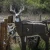 FERADYNE Glendel Targets 3D Archery Buck Target with 4-Sided Insert - Buck Size GLENDEL-G71000