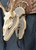 CUSTOM BARNWOOD PLAQUES Custom Barnwood Plaques Wall European with Turkey Fan & Beard Mount CBP-WALLEUROPEANFAN