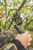 Flextone Flextone WTF Grunt'R Deer Call FLXTN-FLXDR072