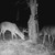 GSM-WILDGAME INNOVATIONS TREEHUGGER TRUEBARK FEVER FEEDER WGI-WGIFD0032