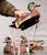 Dive Bomb F1 Wigeon Floater Decoy 6pk
