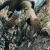 Sitka Ascent Hunting Shoes - On & Off Trail Performance