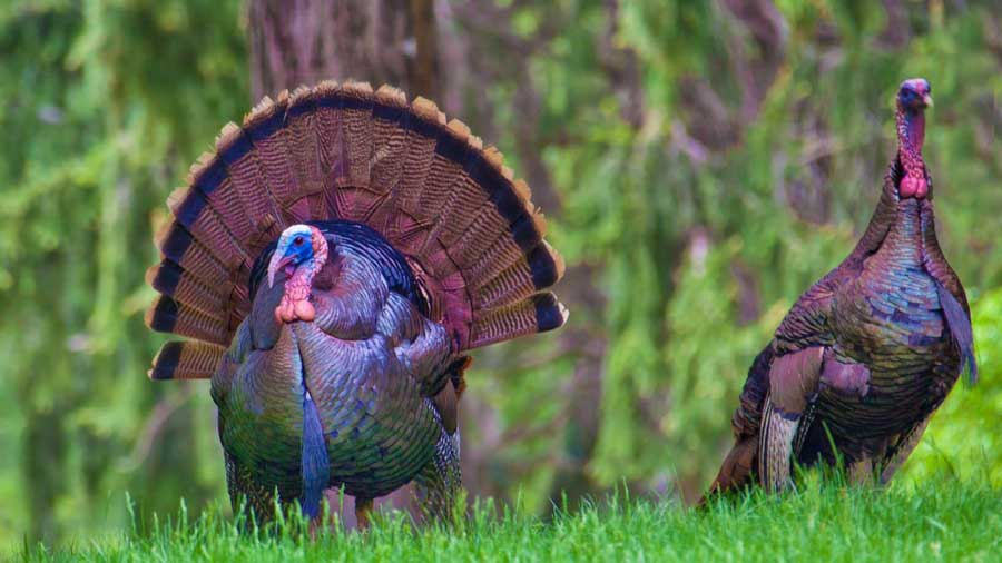 6 Turkey Tips for Beginners