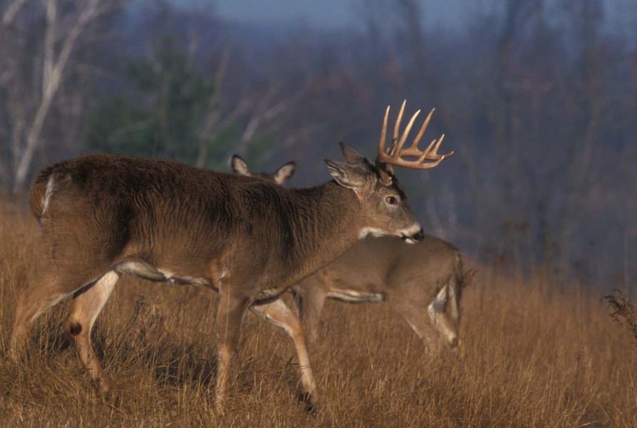 How to Find a Good Deer Hunting Spot on Public Land Winter Timber