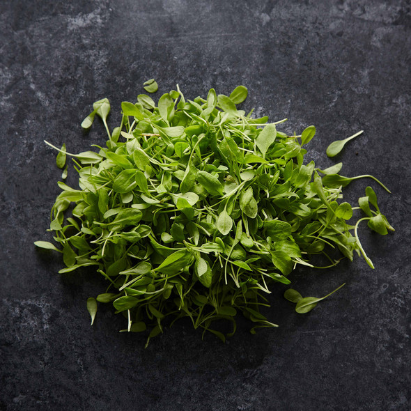 Micro Herb Lemon Sorrel (20g)