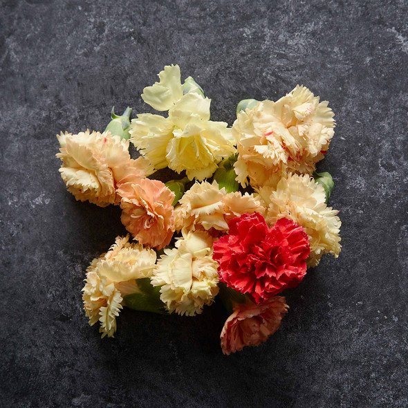 Flower Carnations (12 Item)