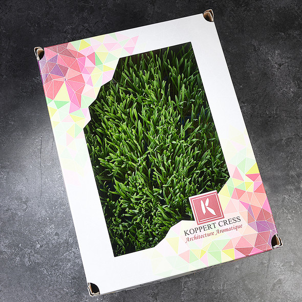 Wheatgrass Living P/O (1 Item)