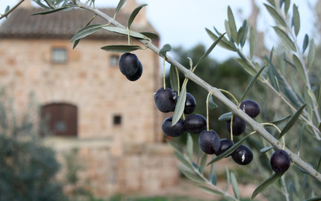 Belazu