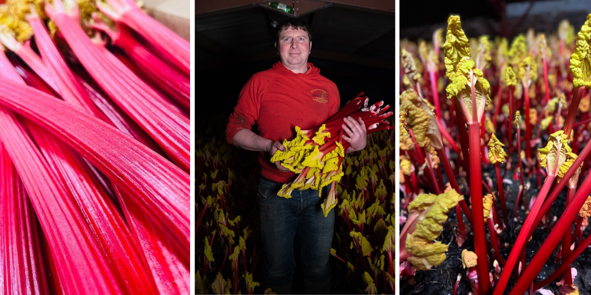 YORKSHIRE FORCED RHUBARB