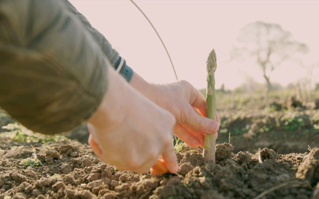 Spilmans Asparagus