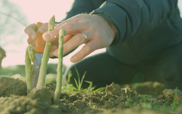 SPILMANS ASPARAGUS