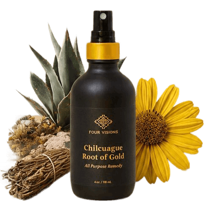 chilcuague root of gold