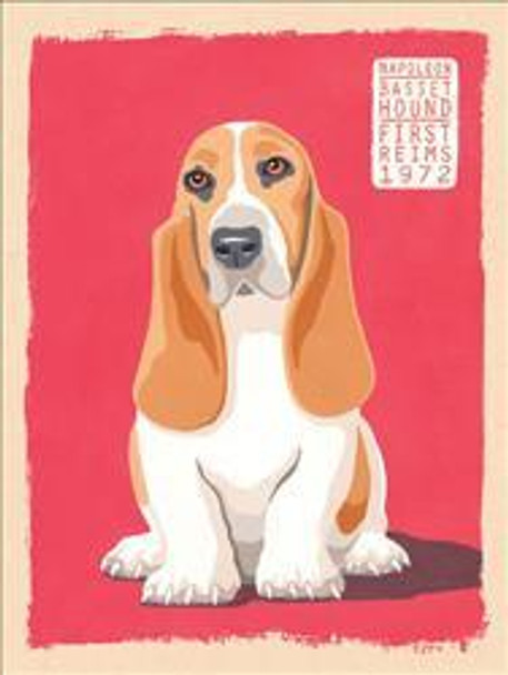 Basset Hound