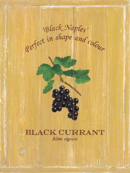 Black Currant