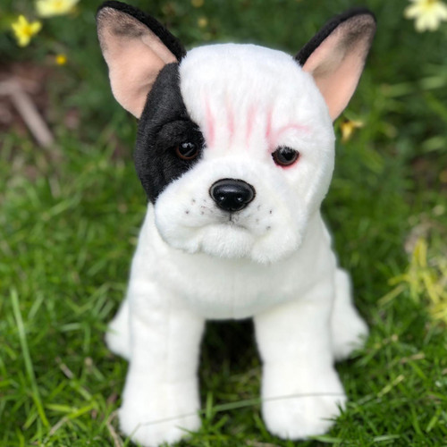 Izzy Our White With Black Markings French Bulldog