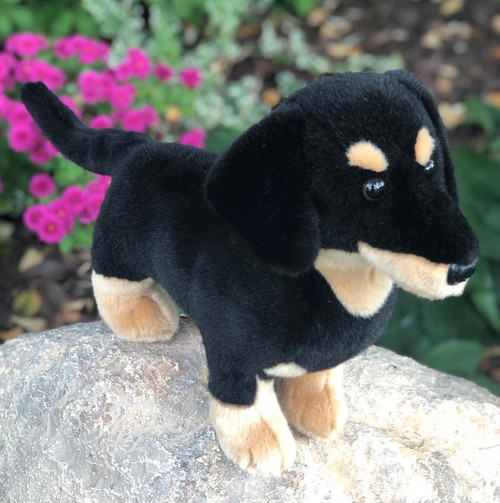 Strudel, the Adorable Black and Tan Dachshund: Your New Loyal Companion