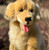 Meet Auswella® Golden Retriever Charlie™: The Loyal Companion You've Been Searching For