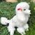 Auswella Plush Standard White Poodle Paris- Sold Out