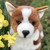 Cuddle Up with Pembroke: Our Adorable 17-inch Plush Corgi for Endless Snuggles and Fun