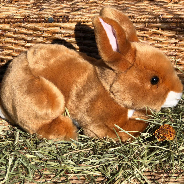 Marigold Our Newest Golden Bunny- Coming Spring 2022