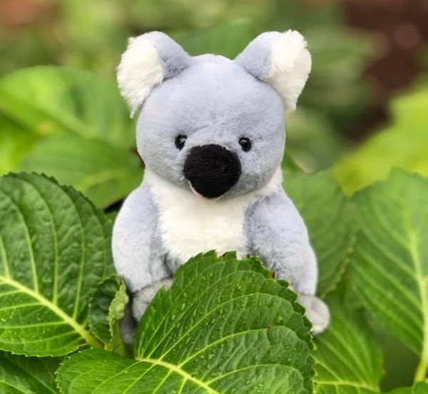 Brisbane Mini Koala