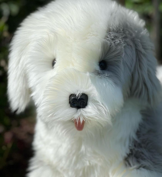 Meet Rory: The Adorable 30-Inch Plush Sheepdog for Endless Cuddles and Comfort