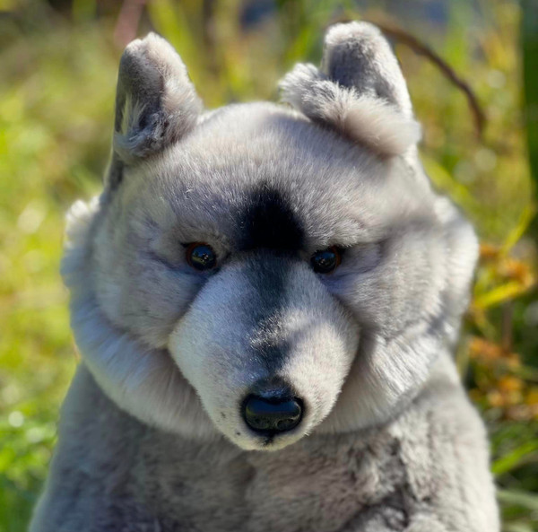 Meet Keeweenaw - The Plush Grey Wolf Perfect for Cuddling